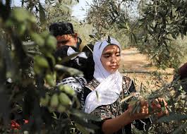 The Palestinian Olive Harvest